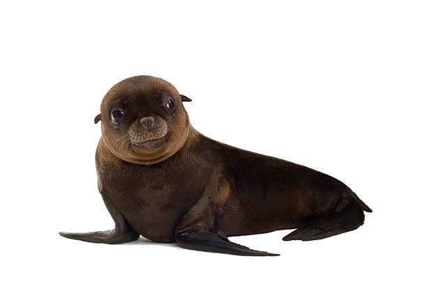 istock Baby sea lion with a white background 93212254