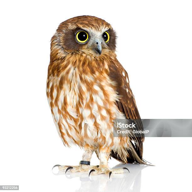 New Zealand Owl Stock Photo - Download Image Now - Animal, Animal Wildlife, Beak