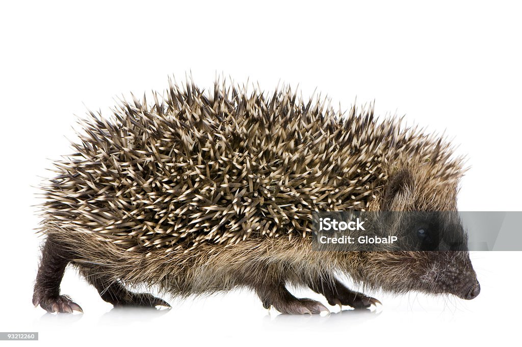 hedgehog (1 mounths)  Animal Stock Photo