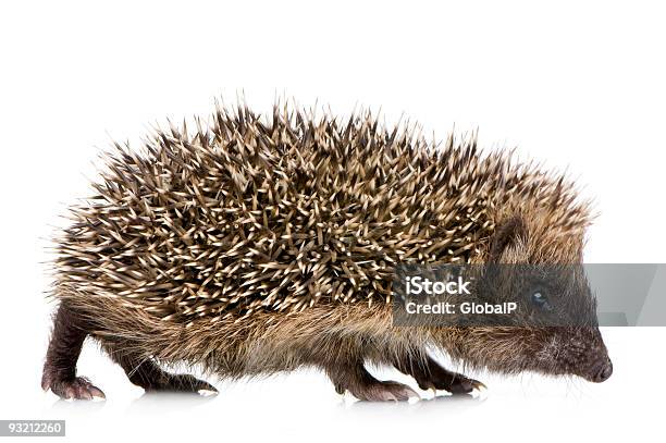 Hedgehog Stock Photo - Download Image Now - Animal, Animal Spine, Animal Wildlife