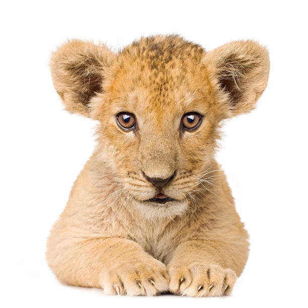 cachorro de león (3 meses - cachorro de león fotografías e imágenes de stock