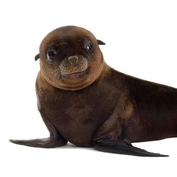 istock sea-lion pup (3 months) 93212284