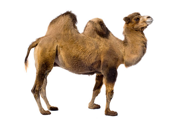 Brown camel with two humps on a white background