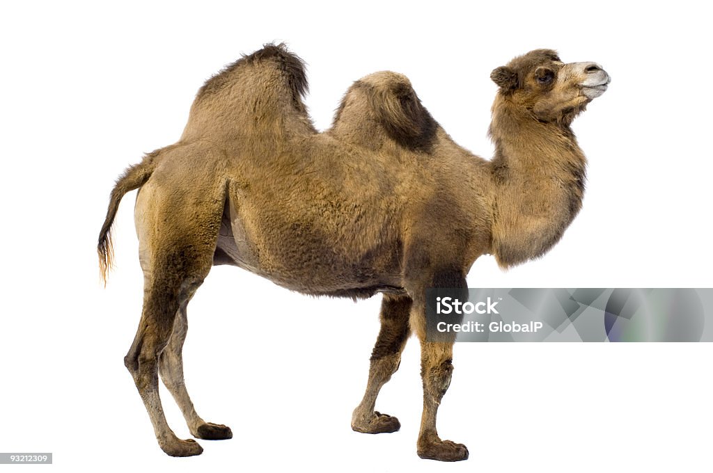 Brown camel with two humps on a white background camel in front of a white background. Camel Stock Photo