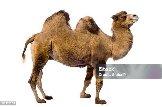 Brown Camel With Two Humps On A White Background Stock Photo - Download Image Now - Camel, White Background, Cut Out