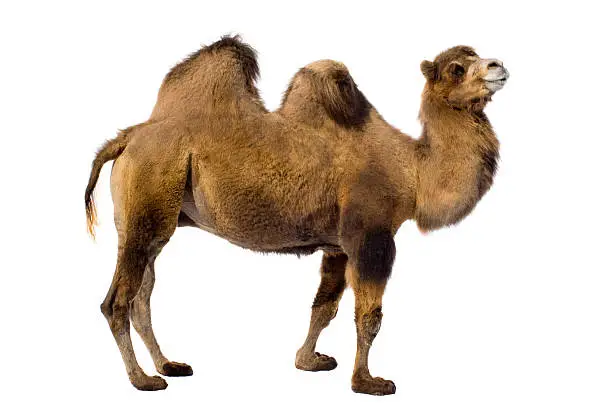 Photo of Two-hump camel from side on white background