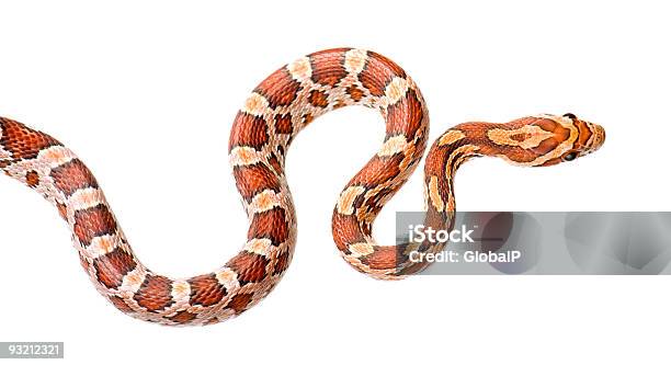 옥수수뱀 뱀에 대한 스톡 사진 및 기타 이미지 - 뱀, 컷아웃, 쥐잡이뱀