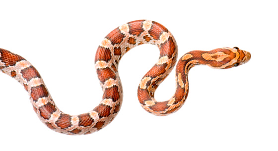 Corn Snake in front of a white background.