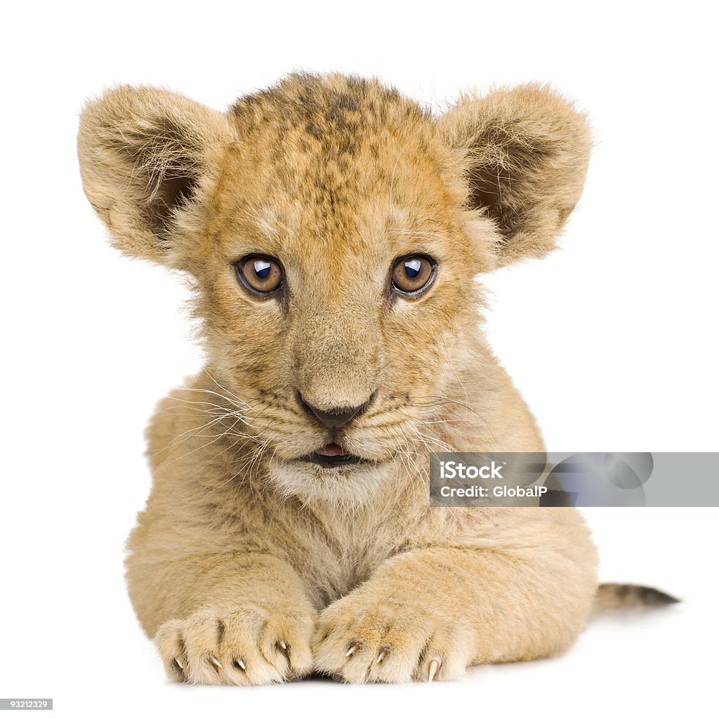 Lion 새끼 (3개월 - 로열티 프리 어린 동물 스톡 사진