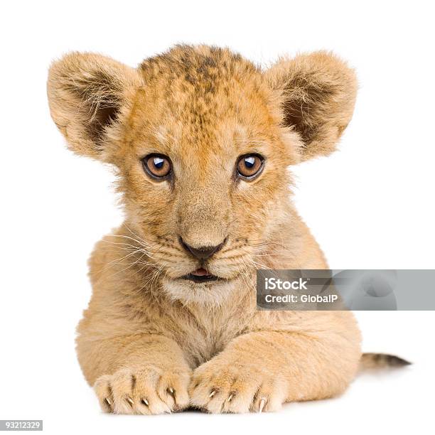 Lion 새끼 3개월 어린 동물에 대한 스톡 사진 및 기타 이미지 - 어린 동물, 0명, 고양잇과
