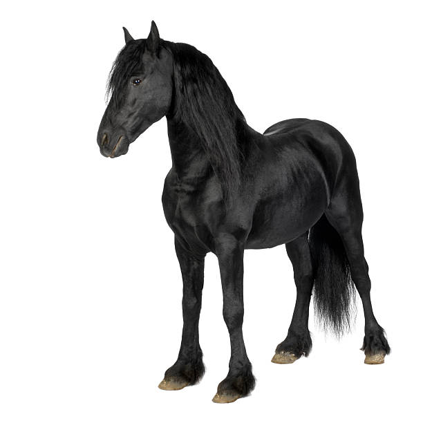istock Friesian horse 93212346