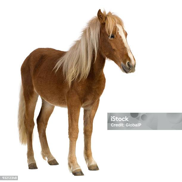 Poni Shetland De 2 Años Foto de stock y más banco de imágenes de Caballo - Familia del caballo - Caballo - Familia del caballo, Recortable, Fondo blanco