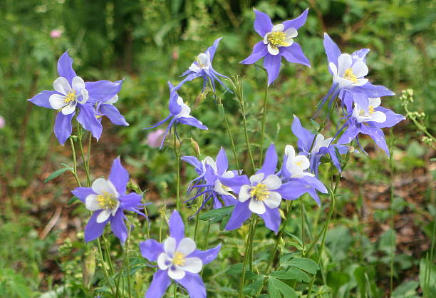 istock Many Columbine in a Field 93212350