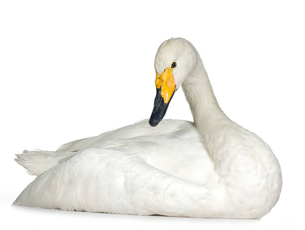 istock Bewick's Swan - Cygnus columbianus 93212378