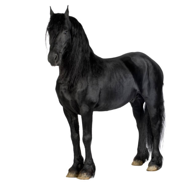 friesian cheval - belgian horse photos et images de collection