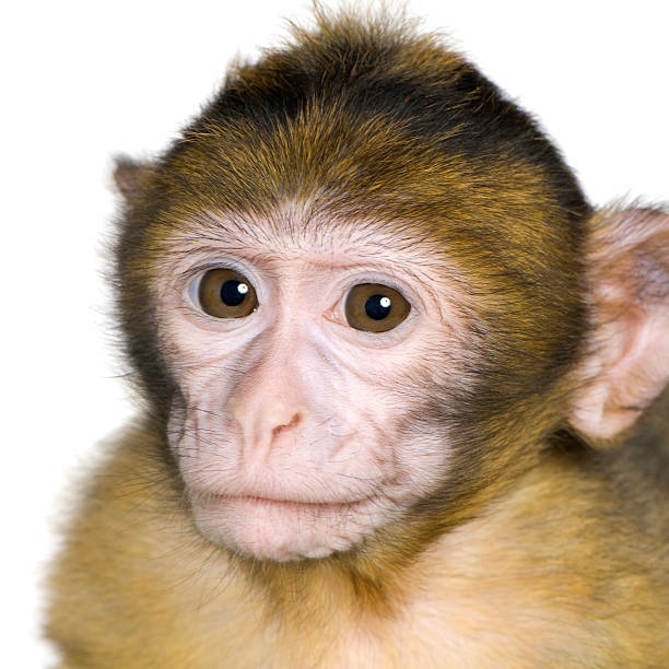 Portrait of a laughing barbary macaque (Macaca sylvanus).