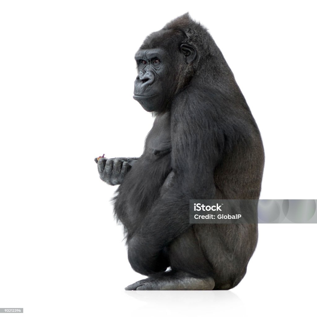 Close-up of a young silverback gorilla Young Silverback Gorilla in front of a white background. Gorilla Stock Photo