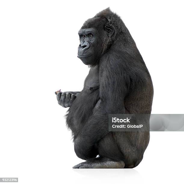 Closeup Of A Young Silverback Gorilla Stock Photo - Download Image Now - Gorilla, White Background, Cut Out