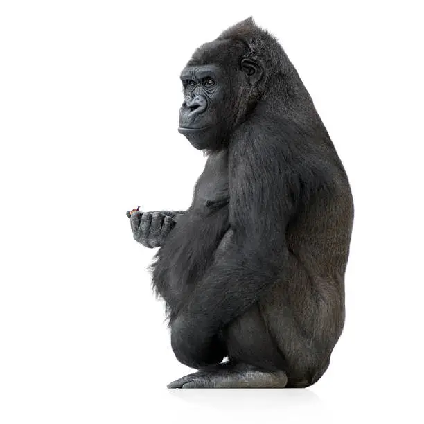 Young Silverback Gorilla in front of a white background.