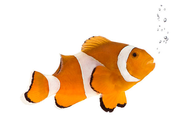 오랑주 말미잘과-amphiprion occelaris - tropical fish clown fish isolated animal 뉴스 사진 이미지