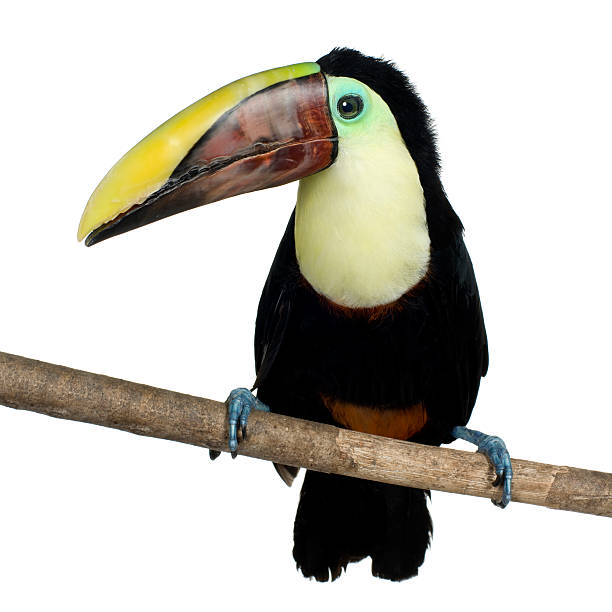 istock Swainson's Toucan 93212405