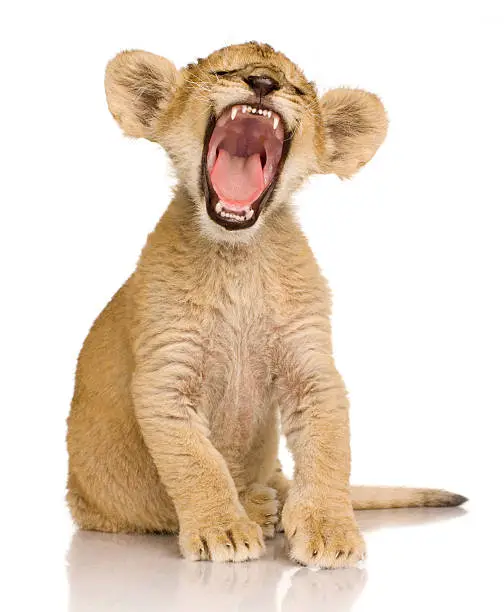 Lion Cub (3 months) in front of a white background.