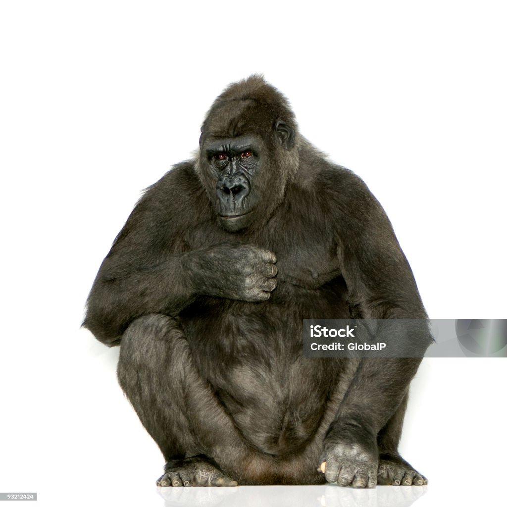 Young Silverback Gorilla  Gorilla Stock Photo