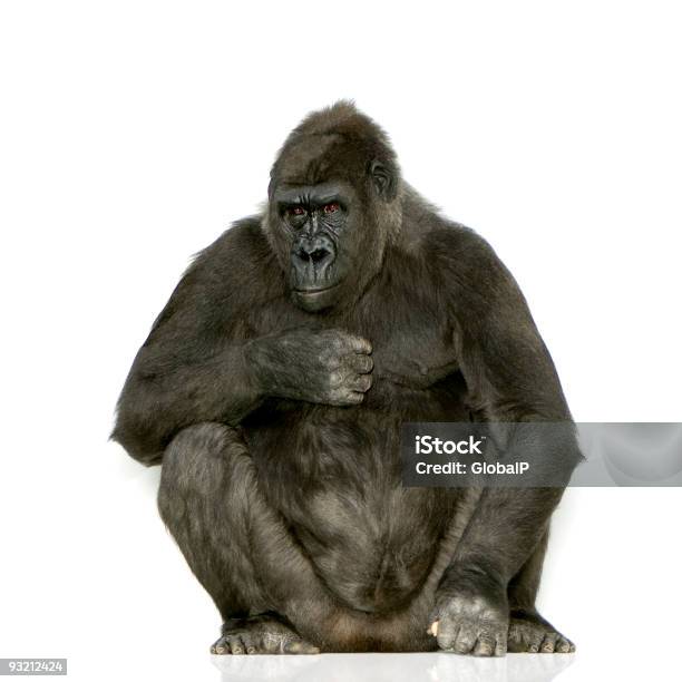 Young Silverback Gorilla Stock Photo - Download Image Now - Gorilla, Cut Out, White Background