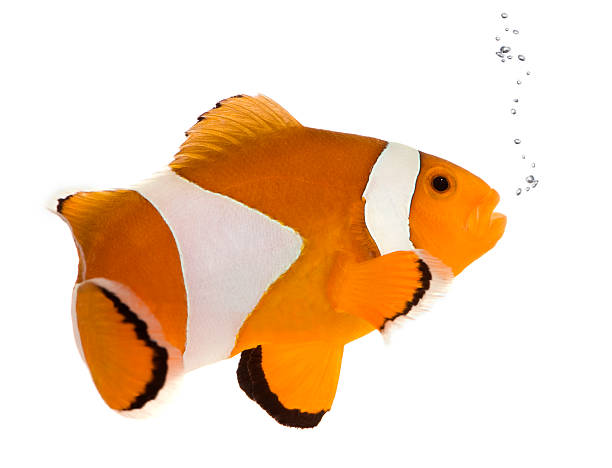 istock Orange clownfish - Amphiprion occelaris 93212429