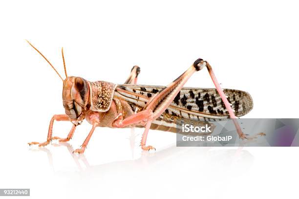 Cavallettaschistocerca Gregaria - Fotografie stock e altre immagini di Locusta - Locusta, Animale, Antenna - Parte del corpo animale