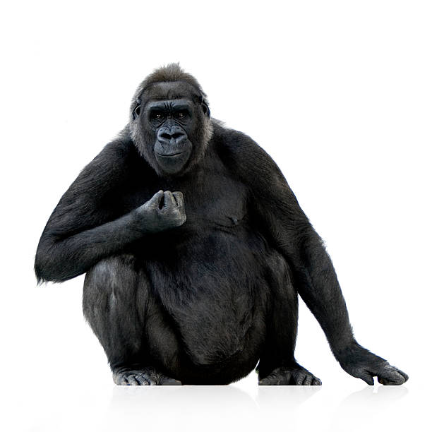 istock A young silverback gorilla against a white background 93212441