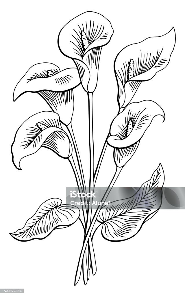 Callas flower graphic black white isolated bouquet sketch illustration vector Calla Lily stock vector