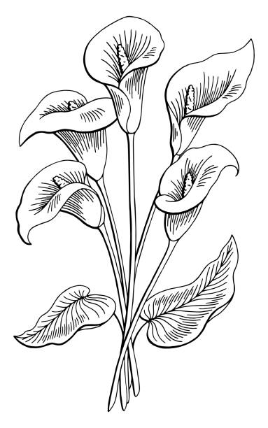 Callas flower graphic black white isolated bouquet sketch illustration vector Callas flower graphic black white isolated bouquet sketch illustration vector calla lily stock illustrations