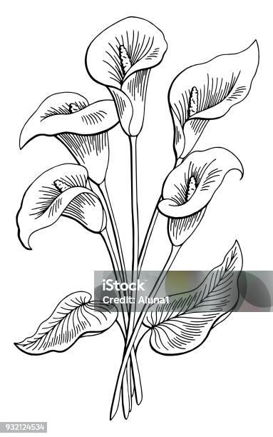 Callas Flower Graphic Black White Isolated Bouquet Sketch Illustration Vector Stock Illustration - Download Image Now