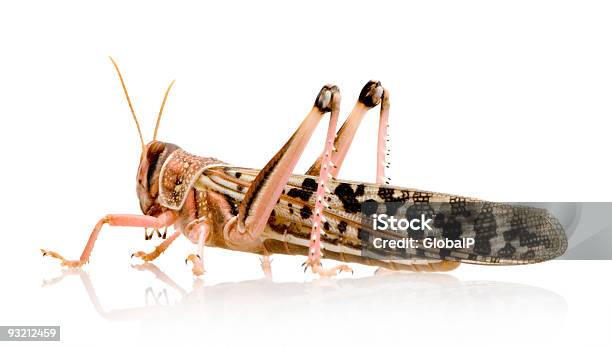 사막메뚜기schistocerca Gregaria 사막메뚜기에 대한 스톡 사진 및 기타 이미지 - 사막메뚜기, 0명, 곤충