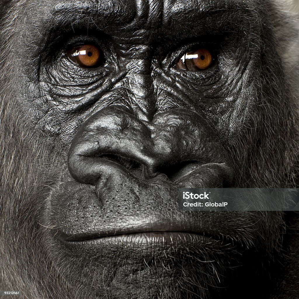 Young Silverback Gorilla  Fine Art Portrait Stock Photo