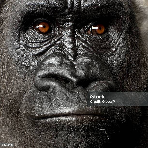 Young Silverback Gorilla Stock Photo - Download Image Now - Fine Art Portrait, Gorilla, Animal