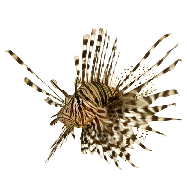 istock A single lionfish on a white background 93212490