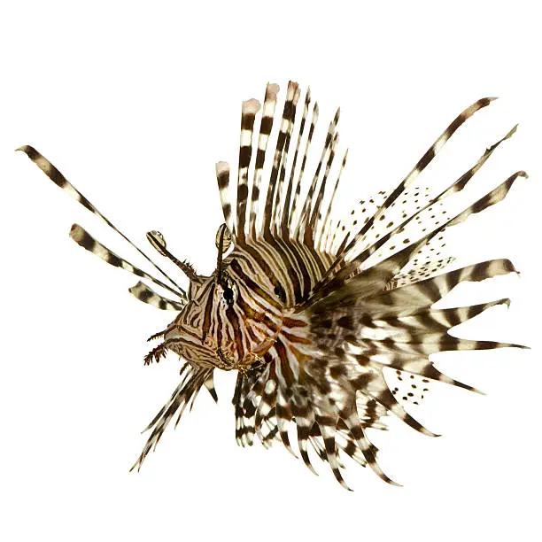 Red lionfish - Pterois volitans in front of a white background.