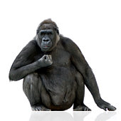 istock Young Silverback Gorilla sitting with a white background 93212491