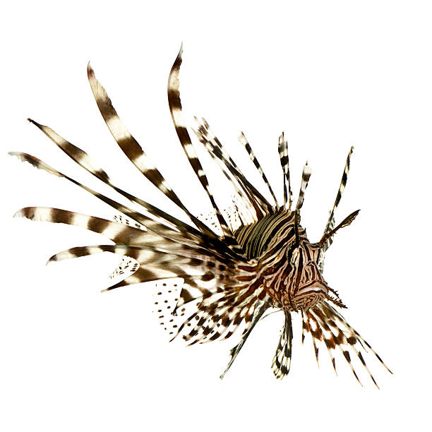 istock Red lionfish - Pterois volitans 93212500