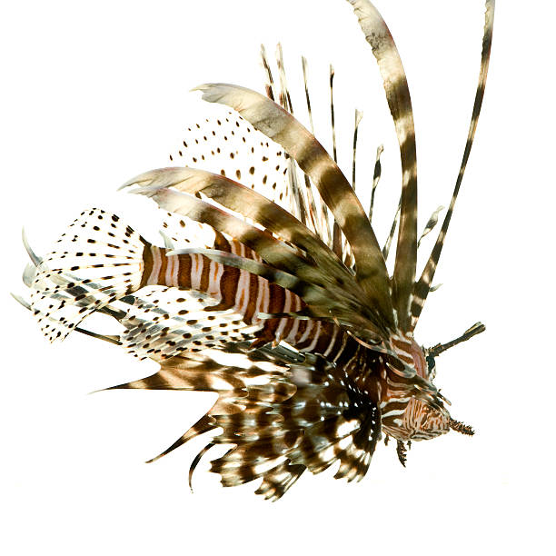 istock Red lionfish - Pterois volitans 93212501