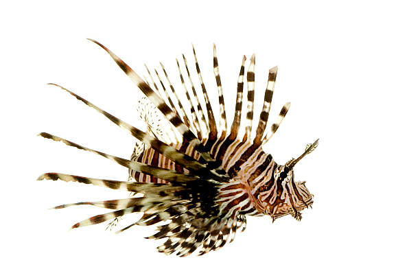 istock Red lionfish - Pterois volitans 93212505