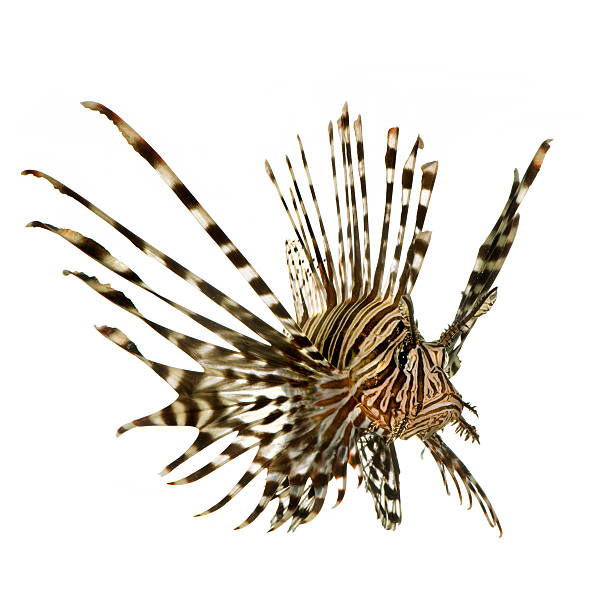 istock Red lionfish - Pterois volitans 93212506