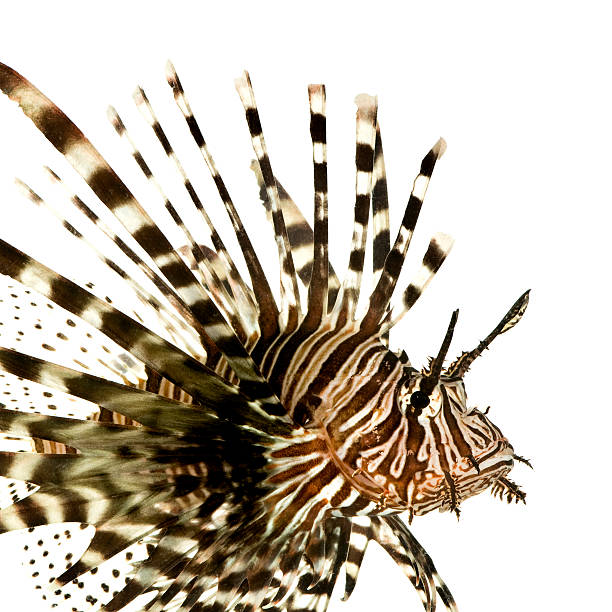 istock Red lionfish - Pterois volitans 93212512