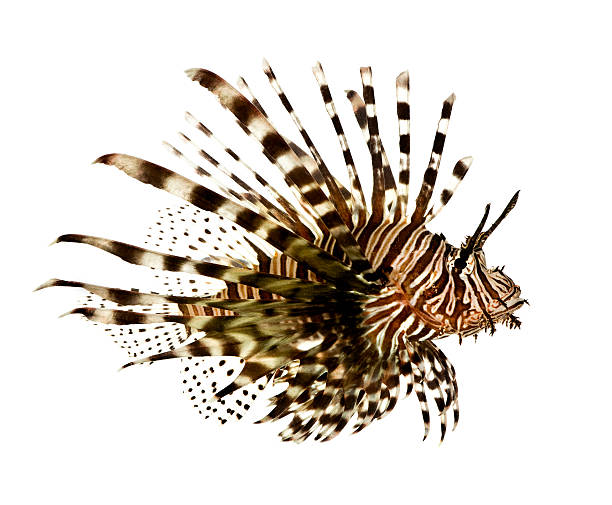 istock Red lionfish - Pterois volitans 93212513