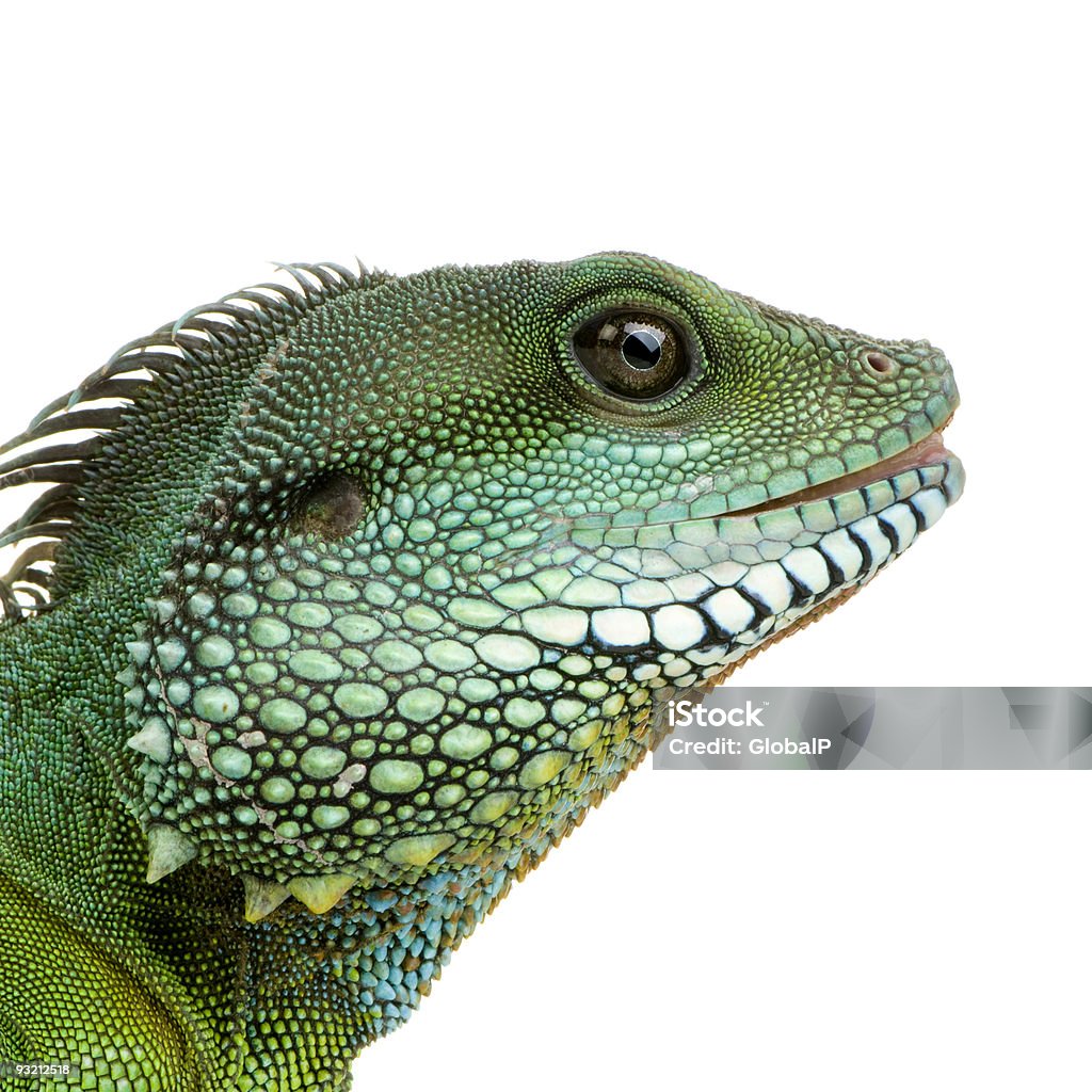 Dragon d'eau indien-Physignathus cocincinus - Photo de Iguane libre de droits