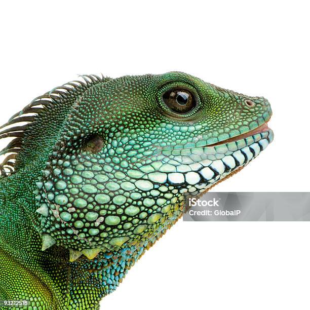 Photo libre de droit de Dragon Deau Indienphysignathus Cocincinus banque d'images et plus d'images libres de droit de Iguane - Iguane, Animal vertébré, Animaux de compagnie