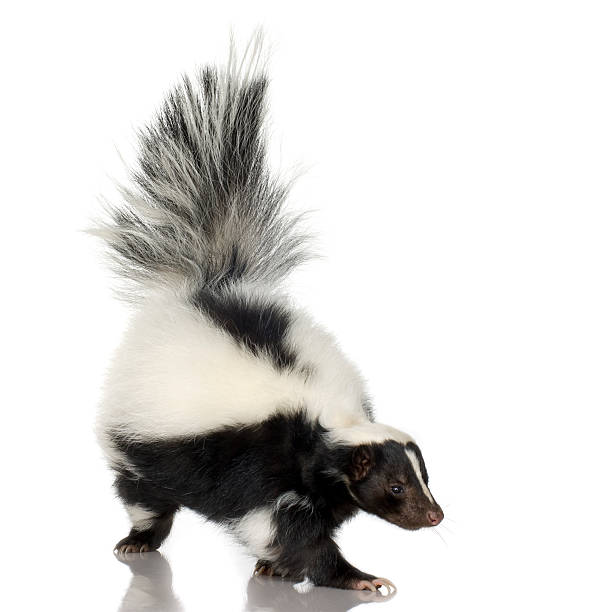 striped skunk - skunk 個照片及圖片檔
