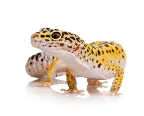 Leopard gecko isolated white background